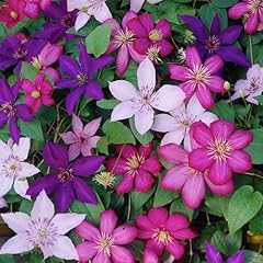 Clematis tricolour plants for sale  Delivered anywhere in UK