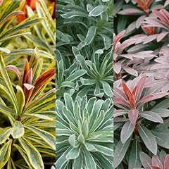 Euphorbia plant collection for sale  Delivered anywhere in UK