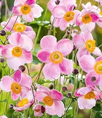 Baldur garten rosa gebraucht kaufen  Wird an jeden Ort in Deutschland