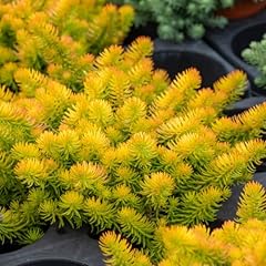 Sedum angelina plug for sale  Delivered anywhere in UK