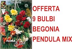 Offerta bulbi begonia usato  Spedito ovunque in Italia 