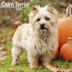 Cairn terrier 2025 for sale  Delivered anywhere in UK