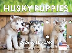 Siberian husky puppy for sale  Delivered anywhere in UK