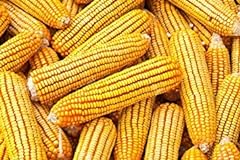 Bulk corn cobs for sale  Delivered anywhere in USA 