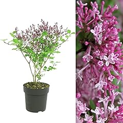 Syringa flowerfesta pink for sale  Delivered anywhere in UK