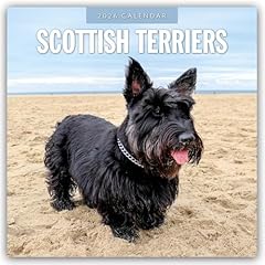 Scottish terrier scotchterrier gebraucht kaufen  Wird an jeden Ort in Deutschland