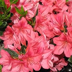 Azalea duc rohan for sale  Delivered anywhere in USA 
