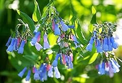 Virginia bluebells true for sale  Delivered anywhere in USA 