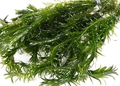 Lincolnshire pond plants for sale  Delivered anywhere in UK