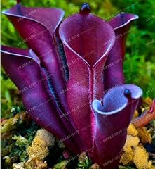 Nuovo heliamphora minori usato  Spedito ovunque in Italia 