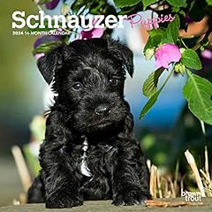 Schnauzer puppies 2024 for sale  Delivered anywhere in USA 