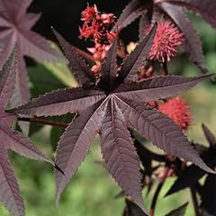 Ricinus communis impala for sale  Delivered anywhere in UK