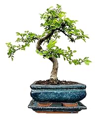 Bonsai trees for sale  Delivered anywhere in UK