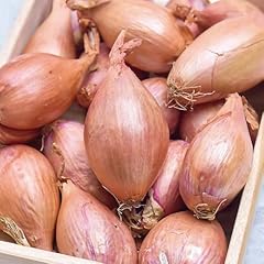 Carbeth plants shallot for sale  Delivered anywhere in UK