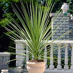 Garden cordyline australis for sale  Delivered anywhere in UK