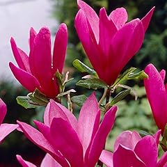 Garden magnolia susan for sale  Delivered anywhere in UK