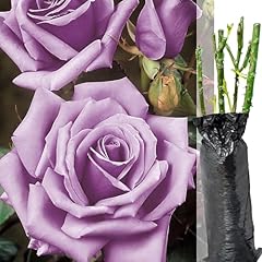 Fragrant rosa hybrid for sale  Delivered anywhere in UK
