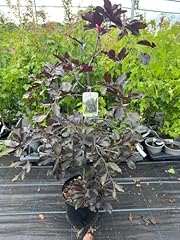 Weeping purple beech for sale  Delivered anywhere in UK