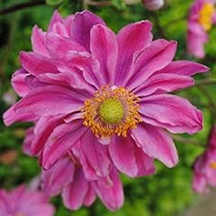 Anemone japanese hupehensis for sale  Delivered anywhere in UK