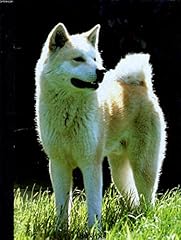 Compagnon chien vol d'occasion  Livré partout en France