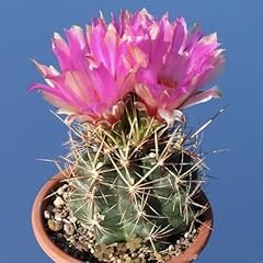 Glory texas cactus for sale  Delivered anywhere in USA 