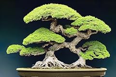 Japanese pine bonsai for sale  Delivered anywhere in USA 