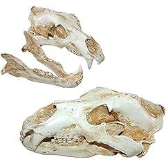 Gfazxds resin polar for sale  Delivered anywhere in USA 