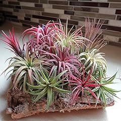 100 tillandsia seed usato  Spedito ovunque in Italia 