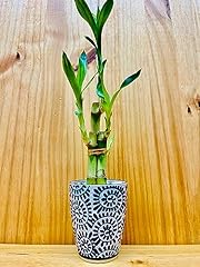 Lucky bamboo premium for sale  Delivered anywhere in USA 