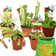 Exotenherz starter set usato  Spedito ovunque in Italia 