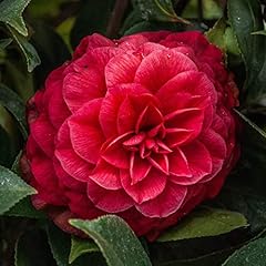 Camellia japonica principessa for sale  Delivered anywhere in UK