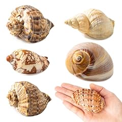 Hermit crab shells for sale  Delivered anywhere in UK