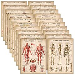 Pack vintage anatomy for sale  Delivered anywhere in UK