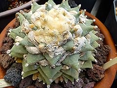 Ariocarpus aceus 100f usato  Spedito ovunque in Italia 