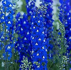 Delphinium pacific giants for sale  Delivered anywhere in UK