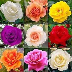 Rose flower seeds for sale  Delivered anywhere in UK