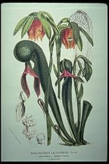 394064 darlingtonia californic for sale  Delivered anywhere in UK