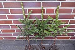 10st blaufichten picea gebraucht kaufen  Wird an jeden Ort in Deutschland