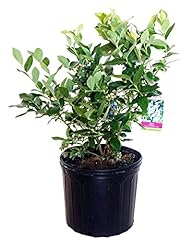 Vaccinium corymbosum patriot for sale  Delivered anywhere in USA 