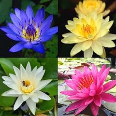 Pack water lily for sale  Delivered anywhere in USA 