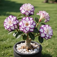 Rosa del deserto usato  Spedito ovunque in Italia 
