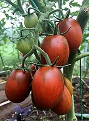 Tomate barao schwarz gebraucht kaufen  Wird an jeden Ort in Deutschland