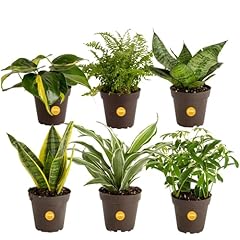 Costa farms live for sale  Delivered anywhere in USA 