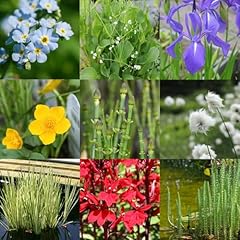 Carbeth plants pond for sale  Delivered anywhere in UK