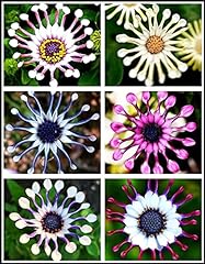 African daisy rare for sale  Delivered anywhere in USA 