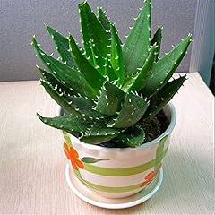 Generic semi aloe usato  Spedito ovunque in Italia 