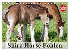Shire horse fohlen gebraucht kaufen  Wird an jeden Ort in Deutschland