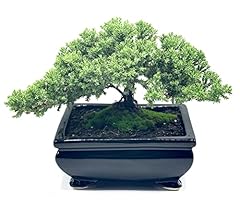 Live dwarf juniper for sale  Delivered anywhere in USA 