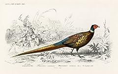 Pheasant wall art for sale  Delivered anywhere in UK