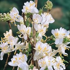 Lonicera purp. winter for sale  Delivered anywhere in UK